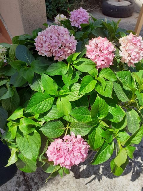 Apartmani Sanda i Leo Apartment in Šibenik-Knin County, Croatia