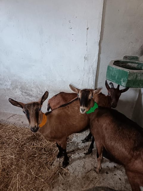GÎTE "LES GRANGES D'ANTAN" - La FORGE - House in Centre-Val de Loire