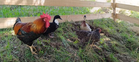 Nigglerhof Apartment in Carinthia, Austria