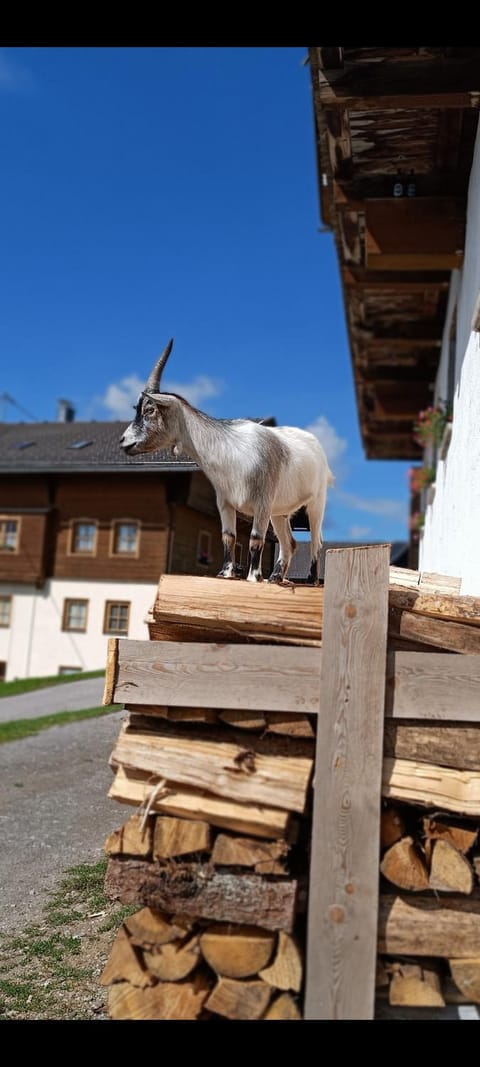 Nigglerhof Apartment in Carinthia, Austria