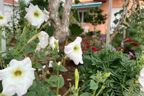 Manuel Apartment in Korčula