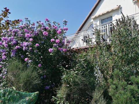 Property building, Garden, Garden view
