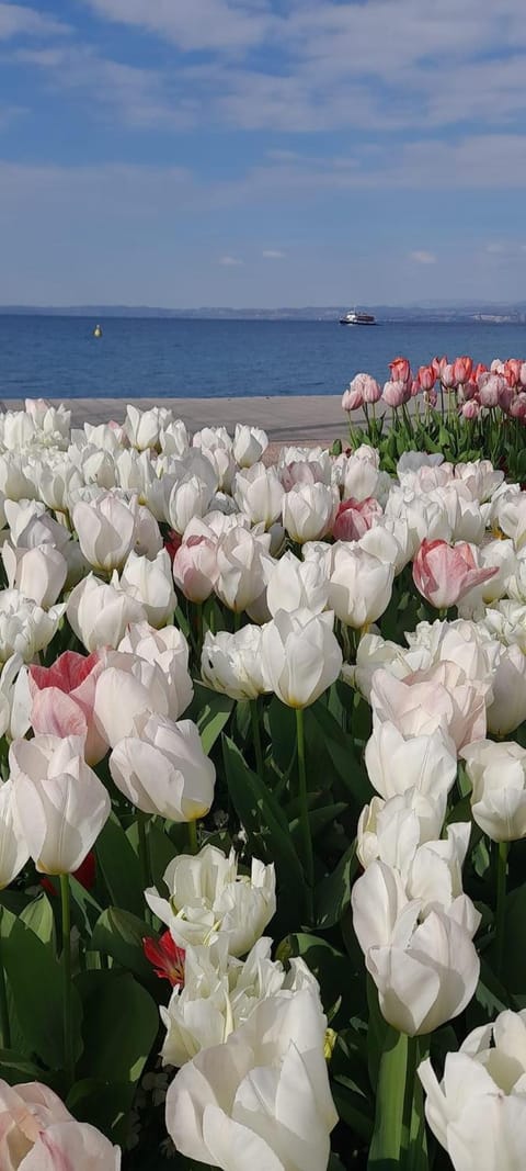 Vanti al Garda Apartment in Bardolino