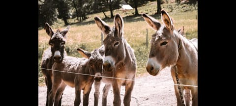 Animals, Landmark view