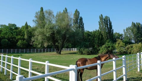 Natural landscape, Animals