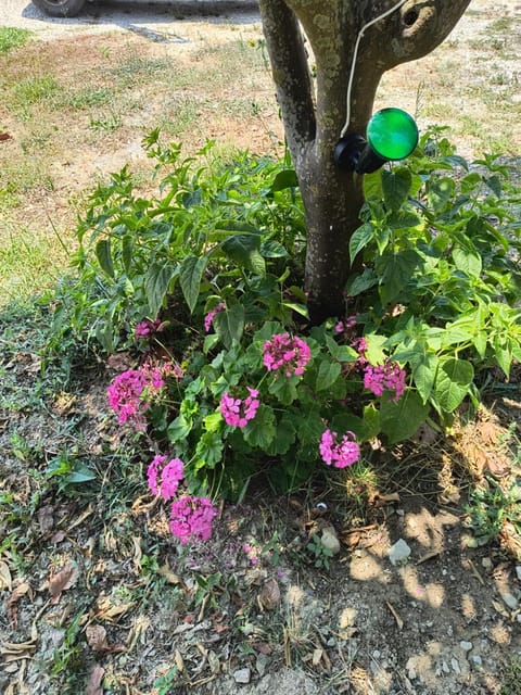 Avocado house House in Messenia
