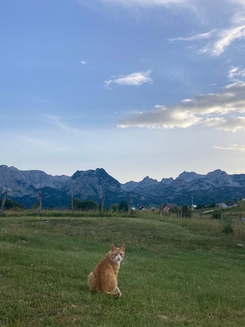 Guest House Nena House in Montenegro