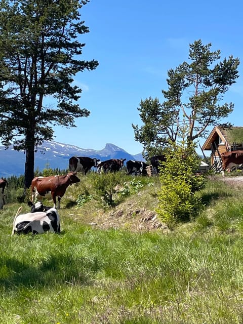 Mountain view