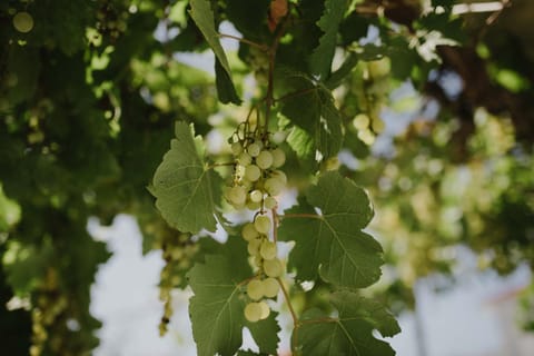 Ruža Apartmani Zadar Apartment in Zadar