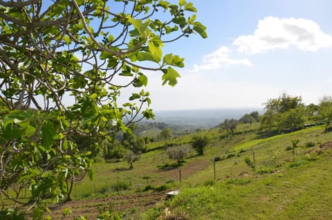 Natural landscape, Garden