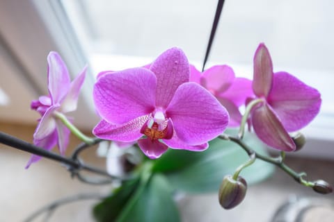 DuMalux Velvet Apartment in Vojvodina