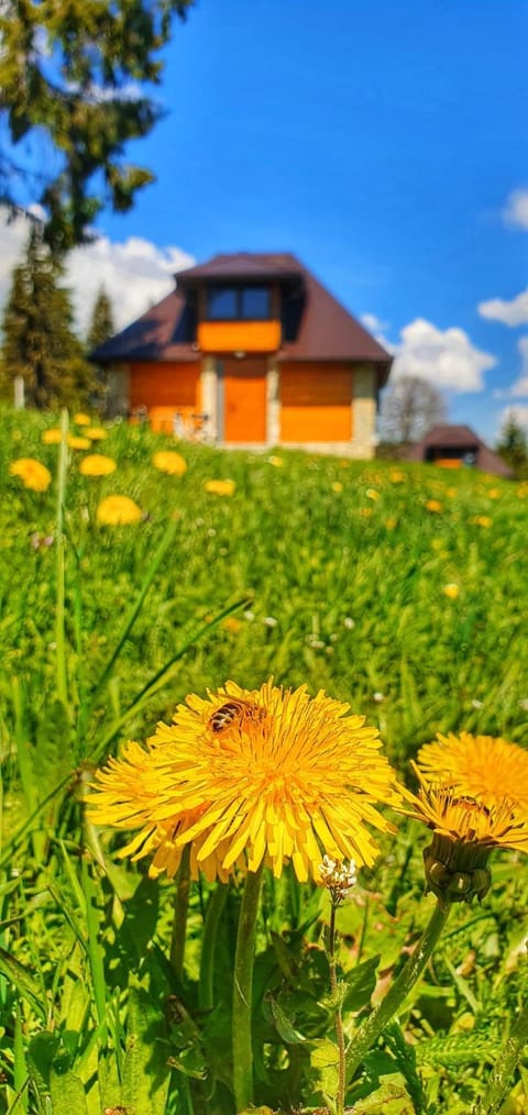 Apartmani Nišićka Oaza Chalet in Federation of Bosnia and Herzegovina