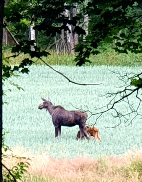 Animals, Garden view, Garden view