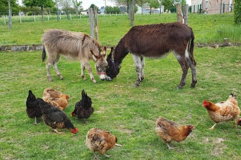 Chaumière du Château d'ô et sa mini ferme ,Gite 21couchages House in Normandy
