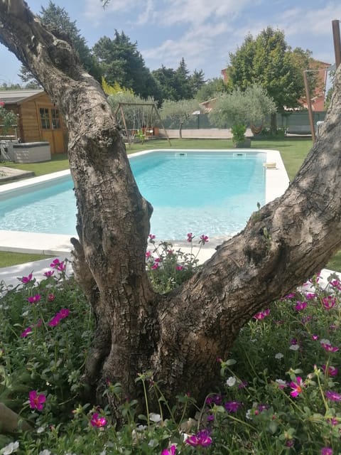 Garden, Pool view, Swimming pool