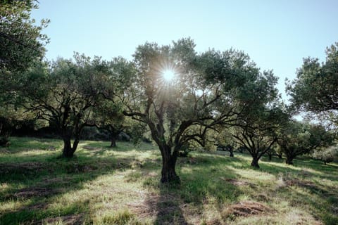 LJUBAC GLAMPING BELL TENT Robinson Luxury tent in Zadar County