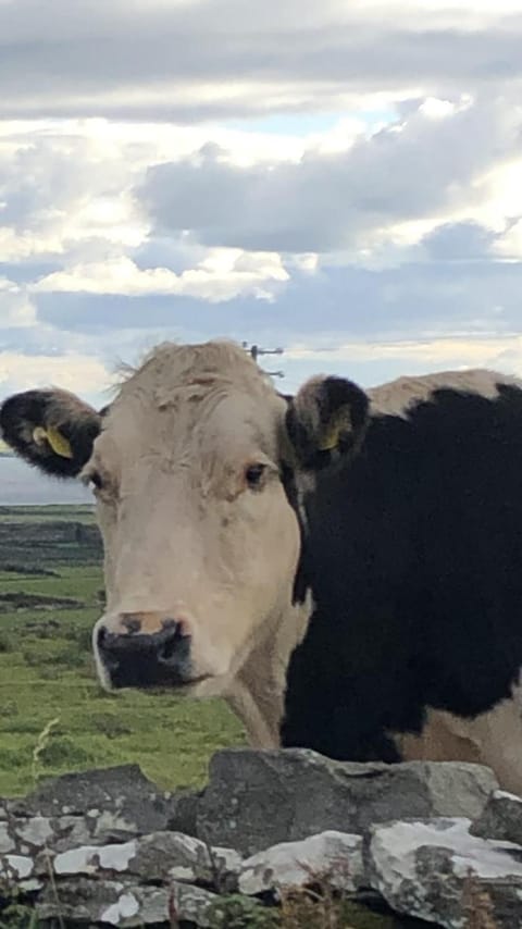 Wild Atlantic Way Apartment Apartment in County Clare