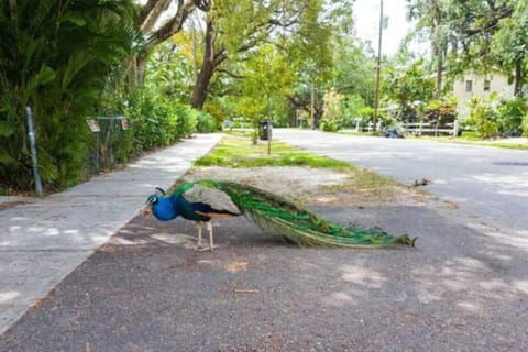Peacock Villa 2 by PMI House in Fort Lauderdale