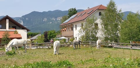 Property building, Garden, Animals