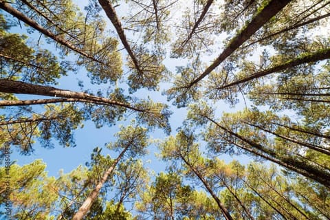 Natural landscape