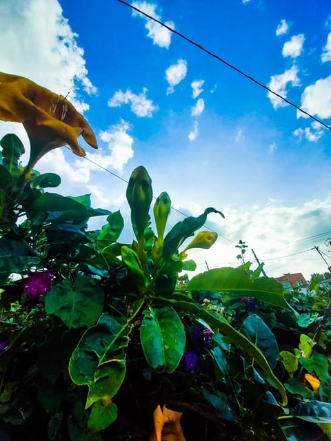 Bimbache Home Apartment in El Hierro