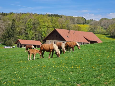 Gîte du cheval blanc House in Canton of Vaud