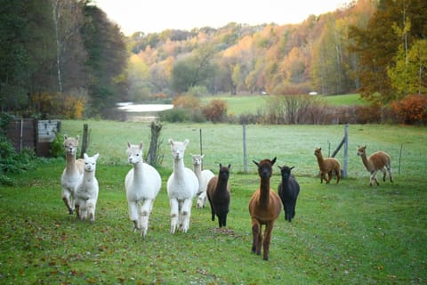 Animals