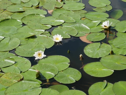 Staff, Natural landscape, View (from property/room), View (from property/room)