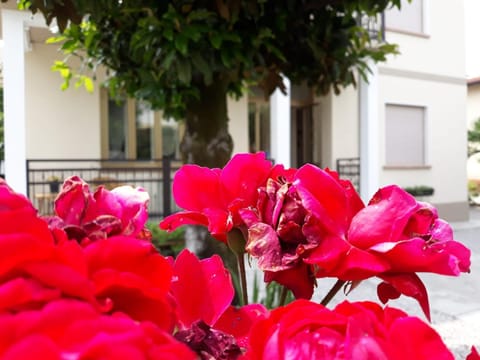 Spring, Day, Garden view