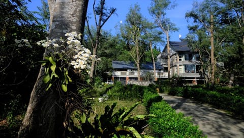 Day, Natural landscape, Garden, Garden view