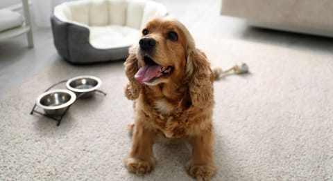 Day Dreamer Cabin w Views by Beyond Expectations Cabin in Gatlinburg