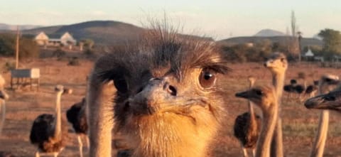 PurePlaas Self catering Volmoed Oudtshoorn Klein Karoo Apartment in Western Cape