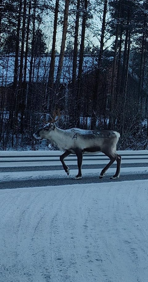 Natural landscape, Winter, Pets