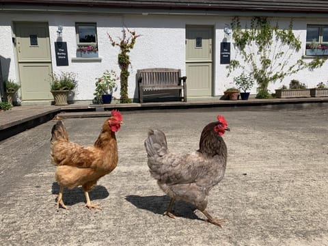 The Barley Store at Walkmill Farm Apartment in Northern Ireland