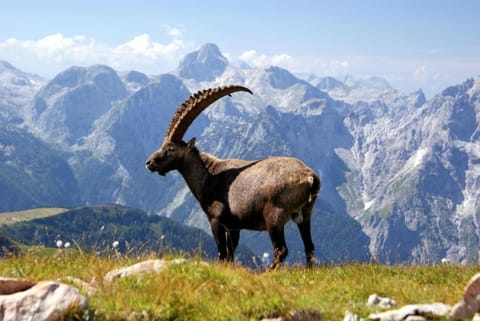 Hotel Brunneck Hotel in Berchtesgaden