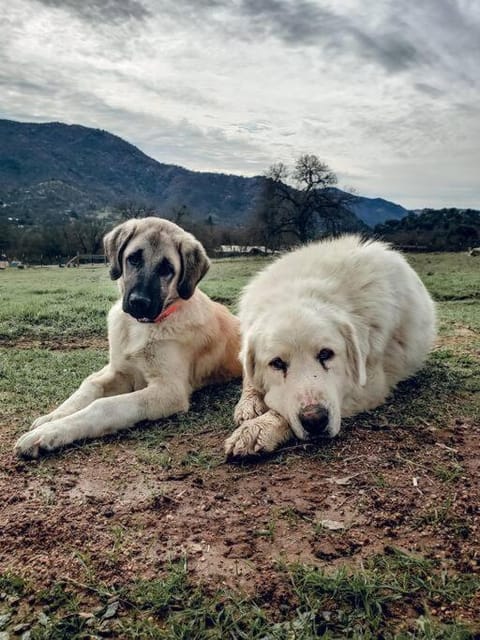 Matanah Meadows Farm, Great for 2 Families, Sequoia National Park and Working Farm House in Three Rivers