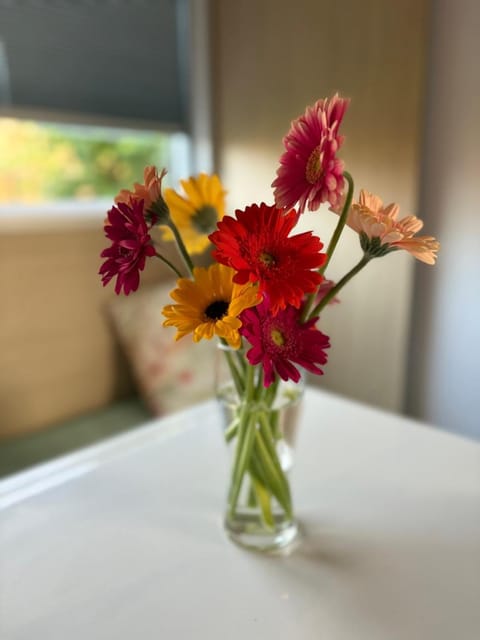 Phitina's tiny house jabbeke - Oostende - Brugge House in Flanders