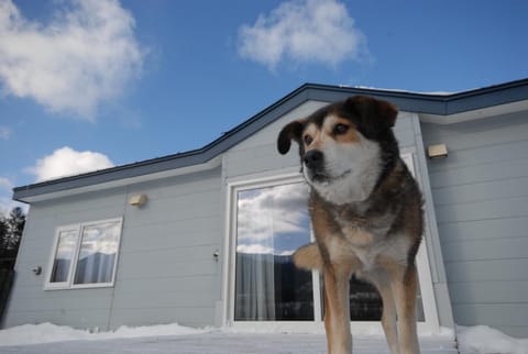 Property building, Day, Pets