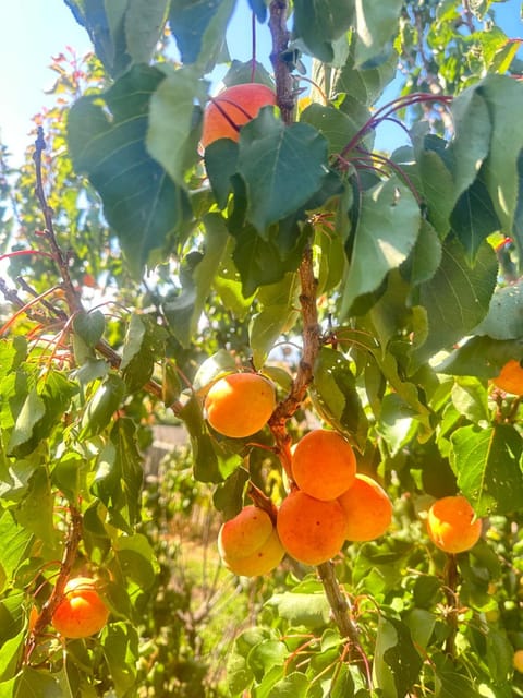 Rose Homey Home House in Glenorchy