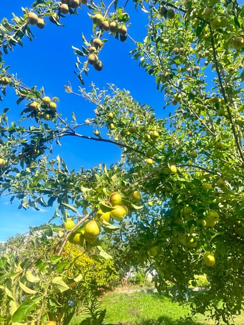 Rose Homey Home House in Glenorchy