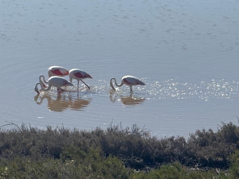 Natural landscape, Animals