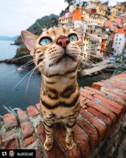 Stella di Rio 5 terre riomaggiore Apartment in Riomaggiore