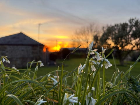 Spring, Natural landscape, Garden view, Sunset