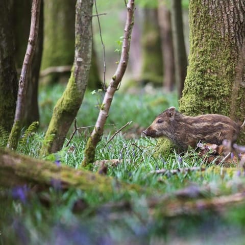 Bowkett Cottage House in Forest of Dean