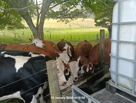 Karamu Homestead Bed and Breakfast in Waikato