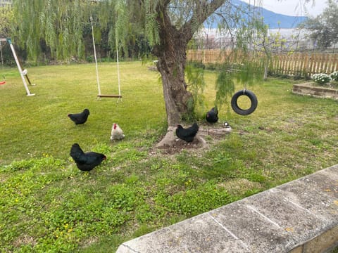 Natural landscape, Garden, Animals