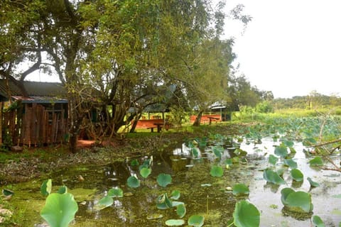 Lake view