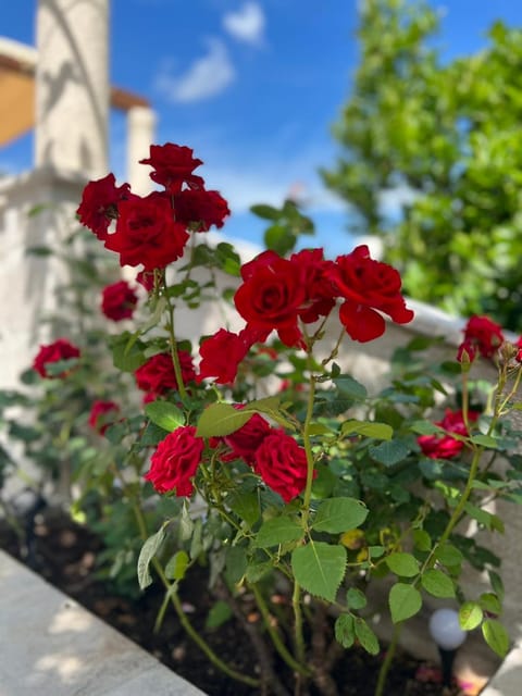 Sea Front 171 Apartment in Dobrota
