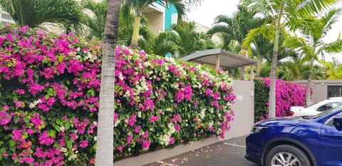 Garden, Garden view, Parking