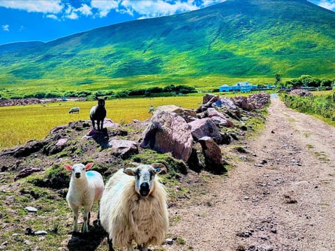 Railway Lodge Bed and Breakfast in County Kerry